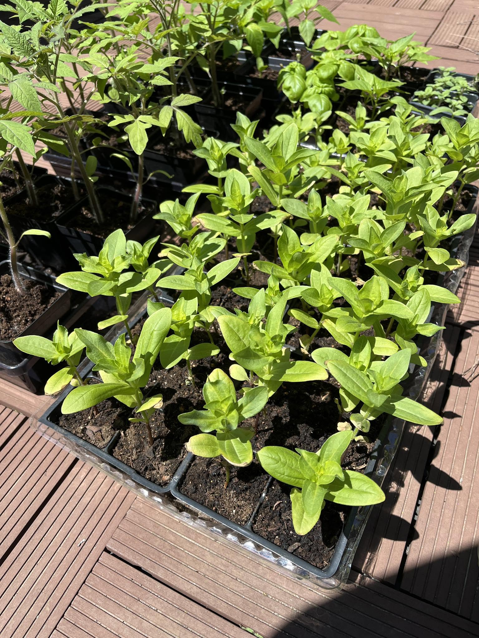 zinnia seedlings