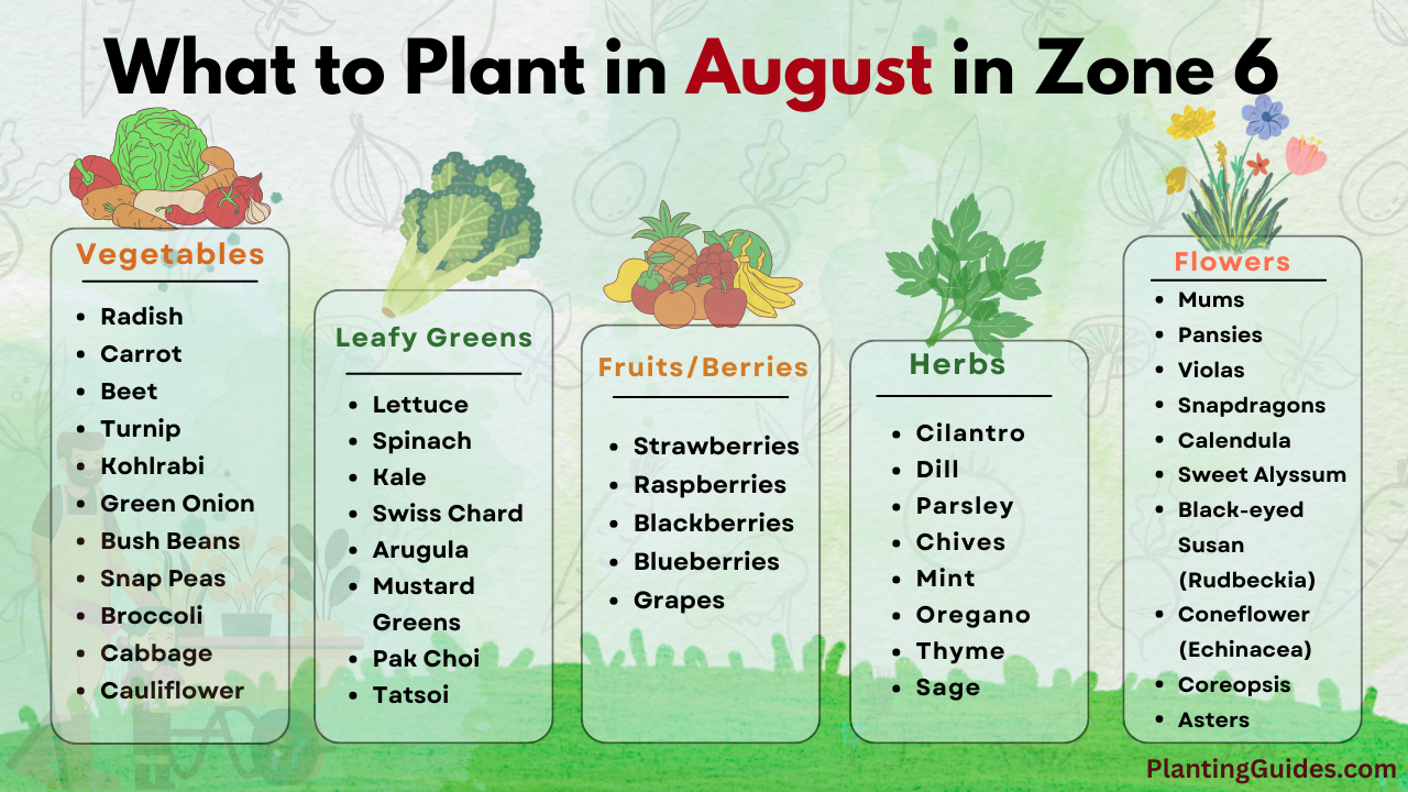 What to Plant in August in Zone 6