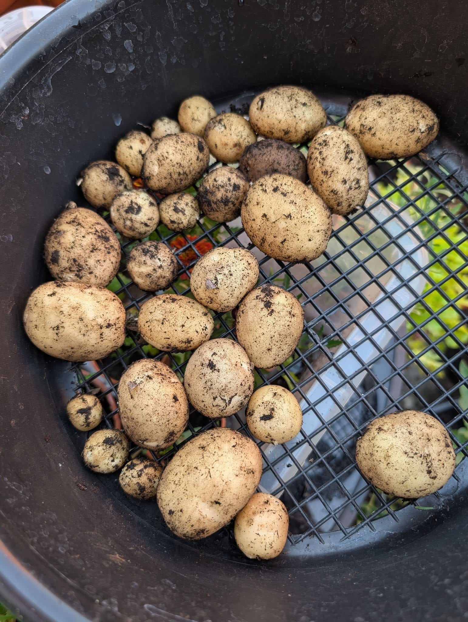 A Small Harvest of Potatoes From the Garden