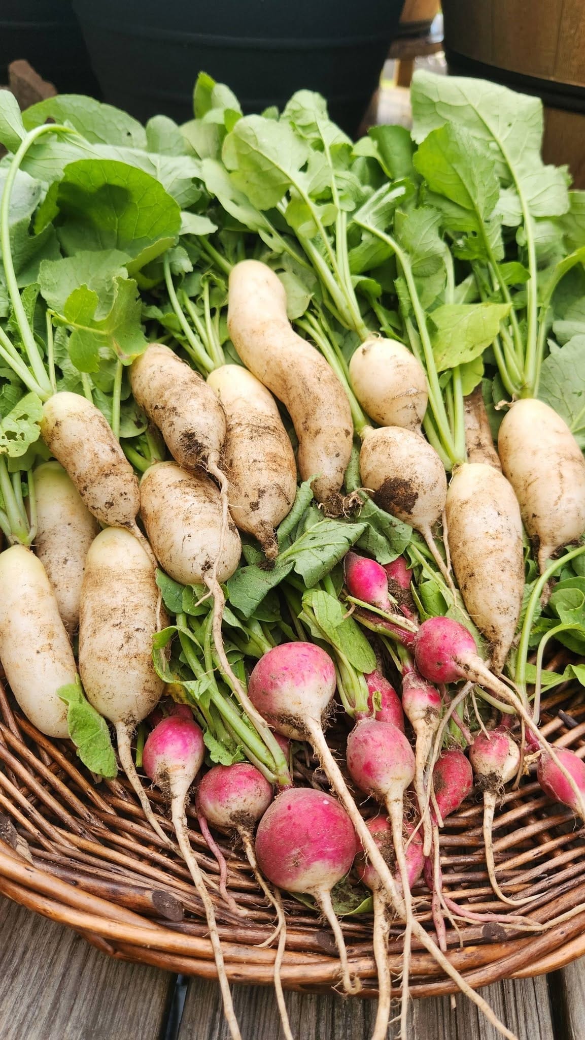 Freshly Harvested Radishes, Pulled at Just the Right Time