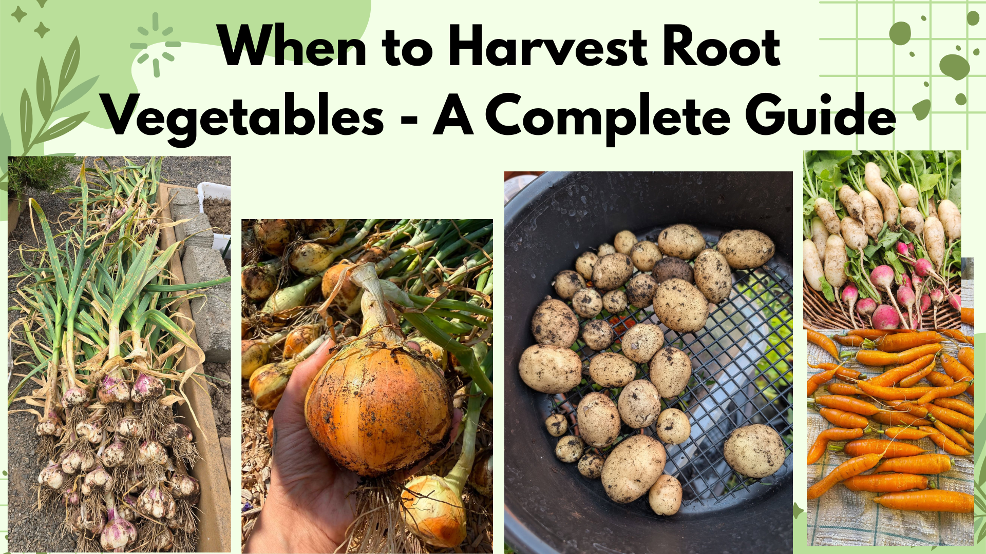 When to Harvest Root Vegetables - A Complete Guide
