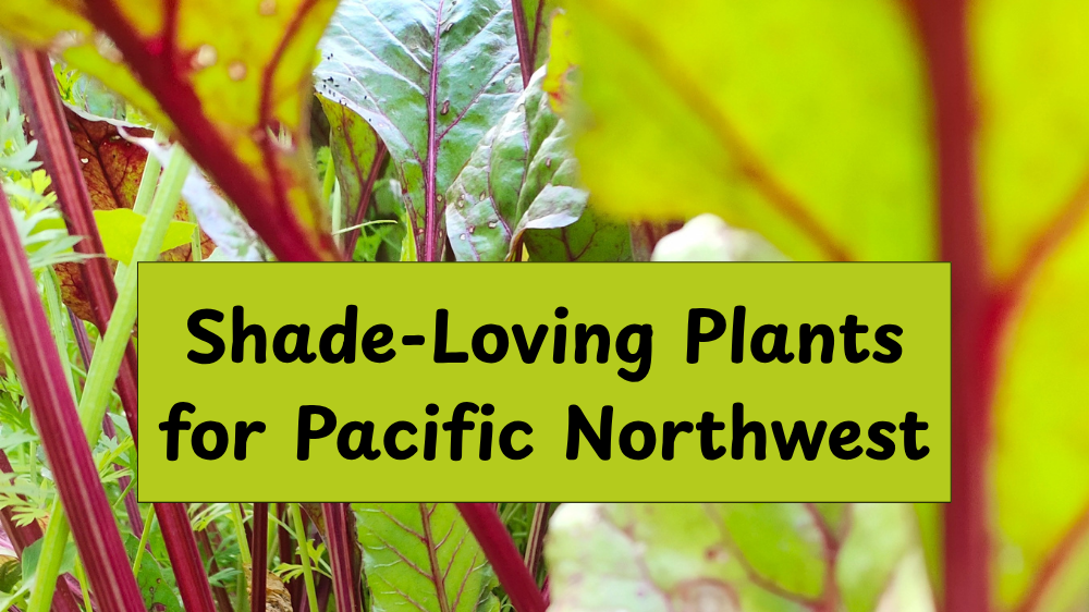 Shade Loving Plants for Pacific Northwest Shade Loving Plants for Pacific Northwest