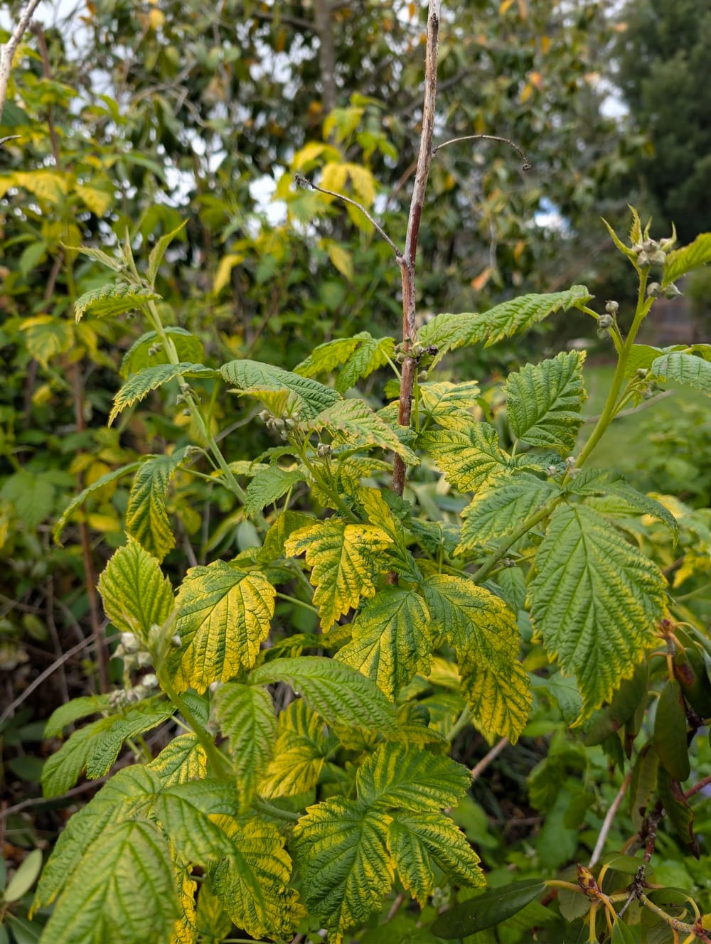 Plant Leaves Yellowing - Cause and Treatment