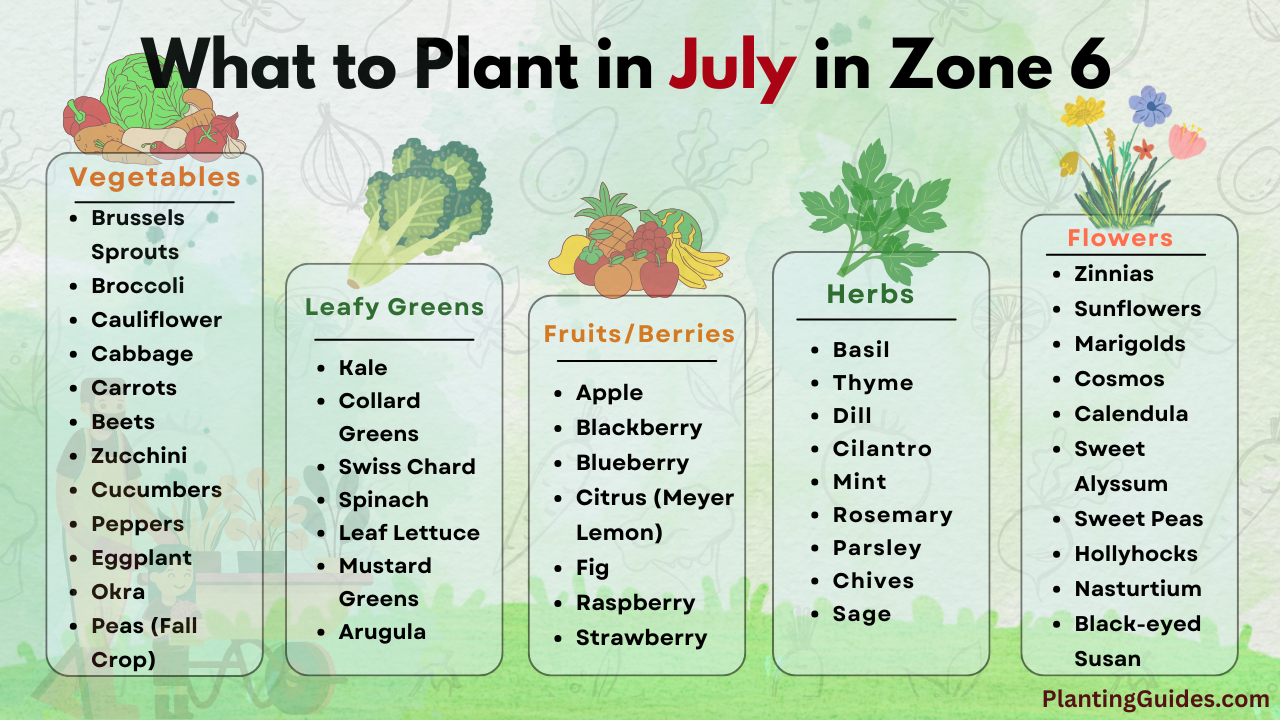 What to Plant in July in Zone 6