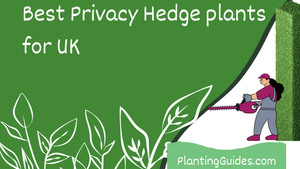 Best privacy hedge plants for UK