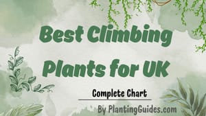 Best Climbing Plants for UK