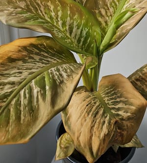 Dieffenbachia Leaves Turning Yellow