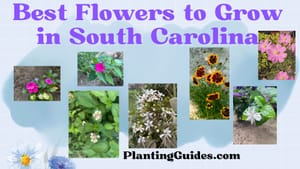 Best Flowering Plants to Grow in South Carolina