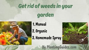 How to Get Rid of Weeds in Garden