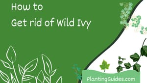 How to Get Rid of Wild Ivy