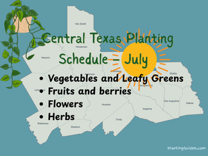 Planting Schedule for Central Texas in July