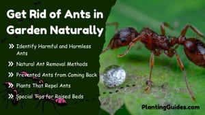 Get Rid of Ants in Garden Naturally