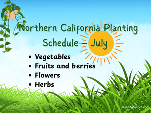 What to Plant in July in Northern California - Zone 9