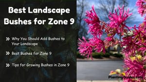 Best Landscape Bushes for Zone 9