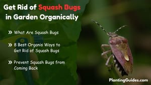 Get Rid of Squash Bugs in Garden Organically