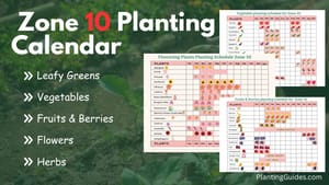 Zone 10 Planting Calendar