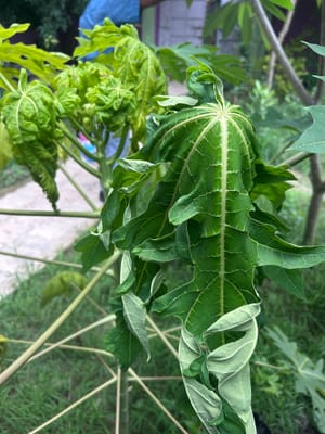 Papaya Leaves Wilting - Cause and Treatment
