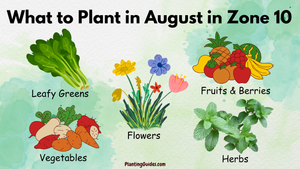 What to Plant in August in Zone 10