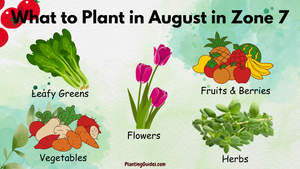 What to Plant in August in Zone 7