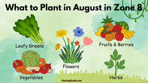What to Plant in August in Zone 8