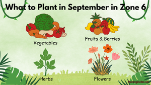 What to Plant in September in Zone 6