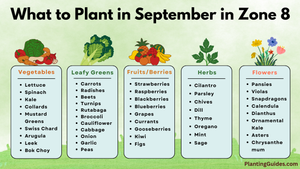 What to Plant in September in Zone 8