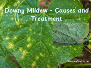 Downy Mildew - Causes and Treatment