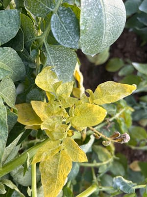 Potatoe leaves turning yellow