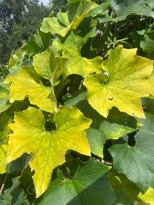 Pumpkin Leaves Yellowing – Common Causes and How I Fixed Them