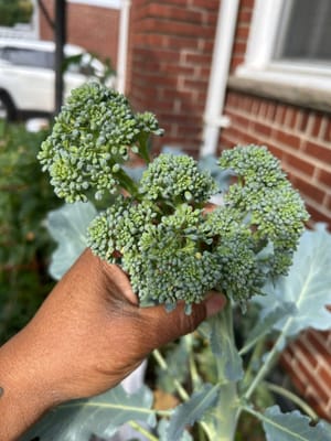 Why are my broccoli heads so small