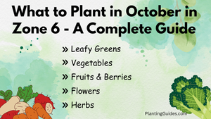 What to Plant in October in Zone 6 - A Complete Guide