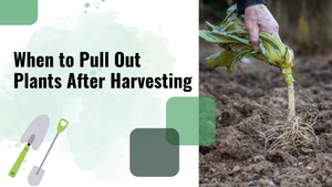 When to Pull Out Plants After Harvesting