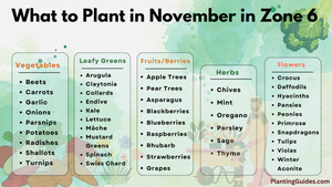 What to Plant in November in Zone 6