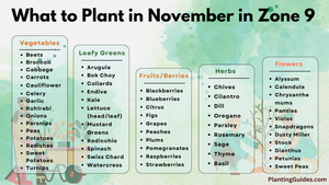 What to Plant in November in Zone 9