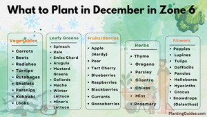 What to plant in December in Zone 6