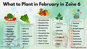 What to Plant in February in Zone 6