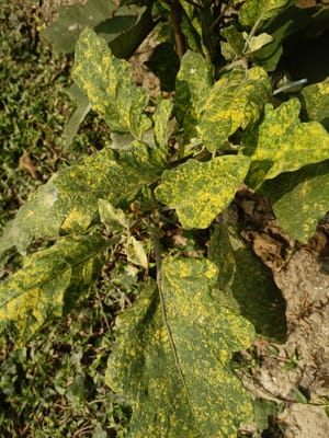 Yellow Spots on Eggplant Leaves - Mosaic Virus
