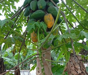 Black & White Raised Spots on Papaya