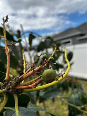 Black Spots on Baby Mango
