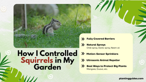 How I Controlled Squirrels in My Garden