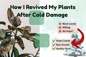 How to Recover Plants From Cold Damage