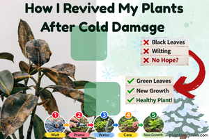 How to Recover Plants From Cold Damage