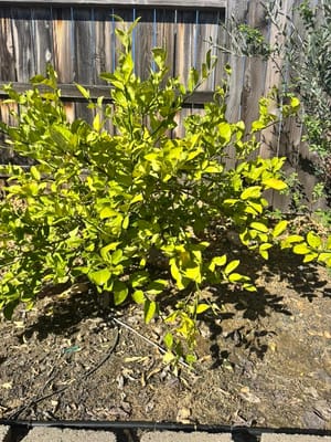 Meyer Lemon Leaves Turning Yellow