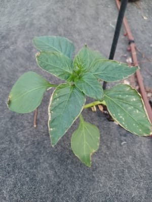 Pepper Leaves Turning Yellow at Edges