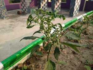 Pepper Plant Leaves Curling