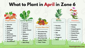 What to Plant in April in Zone 6