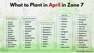 What to Plant in April in Zone 7