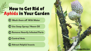 How to Get Rid of Aphids in Your Garden