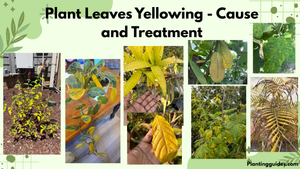 Plant Leaves Yellowing - Cause and Treatment