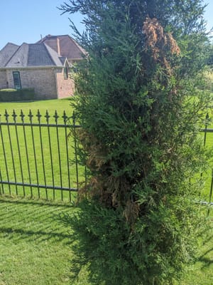 juniper turning brown
